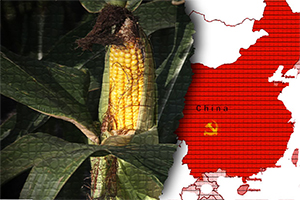 China's Trade Barrier May Reign In GMO Corn’s Grasp On American Food