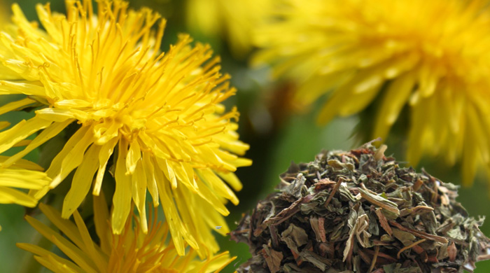 Dandelion Root For Herbal Benefits