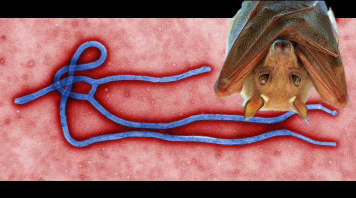Natural Protection Against The Ebola Virus