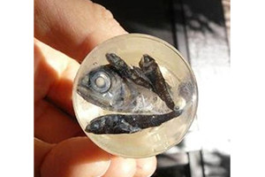 Fukushima? More Than 500 Deep Sea Lantern Fish And Squid Found Dead Or Dying On Hawaii Shores