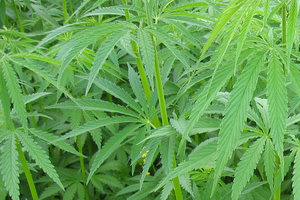 Industrial Hemp An Energy Crop And More