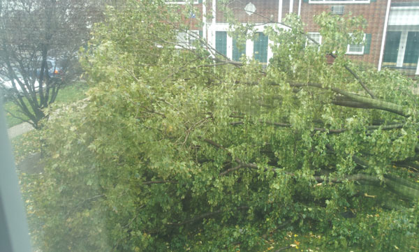 Hurricane Sandy - Tree Fell Just Outside My Window