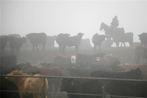 Special Report: Lost Hooves, Dead Cattle Before Merck Halted Zilmax Sales