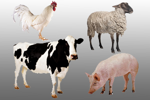 The Meat Atlas: Impact Of Meat Production