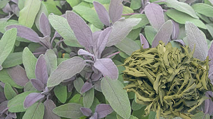 Clearing Your Mind With Sage Leads To Improved Memory