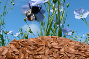 What Is Flax Seed?