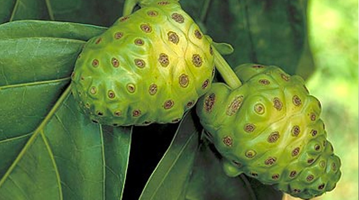 Whole Food Plant Based Diet Benefits of Noni Juice