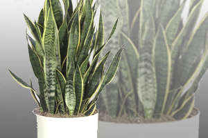 9 Air Detoxifying Plants For Your Home