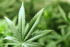 New Jersey Governor Chris Christie Resists Marijuana Legalization