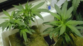 Growing Weed - How To Grow Cannabis Indoors - Video
