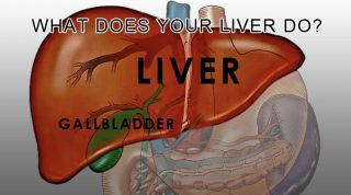 What Does Your Liver Do?