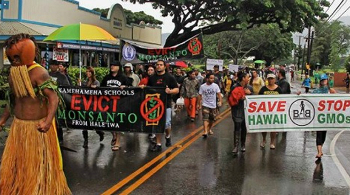Federal Judge Rules Against Hawaii Big Island Anti-GMO Law, Maui Next