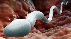 Declining Sperm Count And Vitality And Animal Saturated Fat And Vegetable Nutrients
