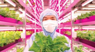 Japan Develops Massive Indoor Farms To Avoid Environmental Radiation