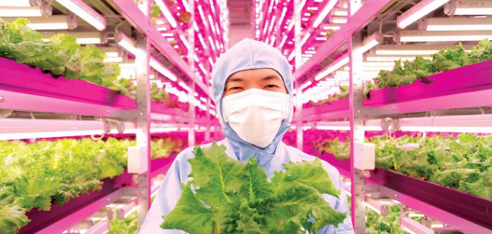 Japan Develops Massive Indoor Farms To Void Environmental Radiation