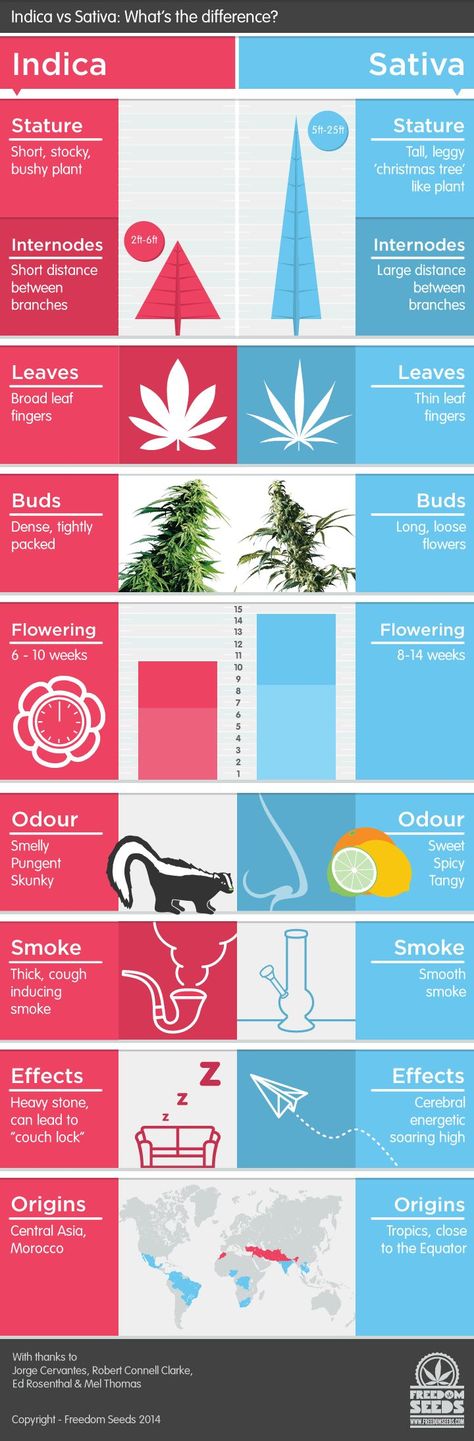 Difference Between Indica And Sativa - Cannabis Infographic