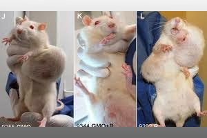 Seralini Rat Tumor GMO Study - Monsanto Is A Trickster