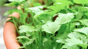 If You Don't Like Cilantro This May Be The Reason Why