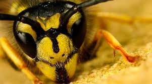 Brazilian Wasp Venom Peptide Kills Cancer Cells While Not Harming Normal Cells