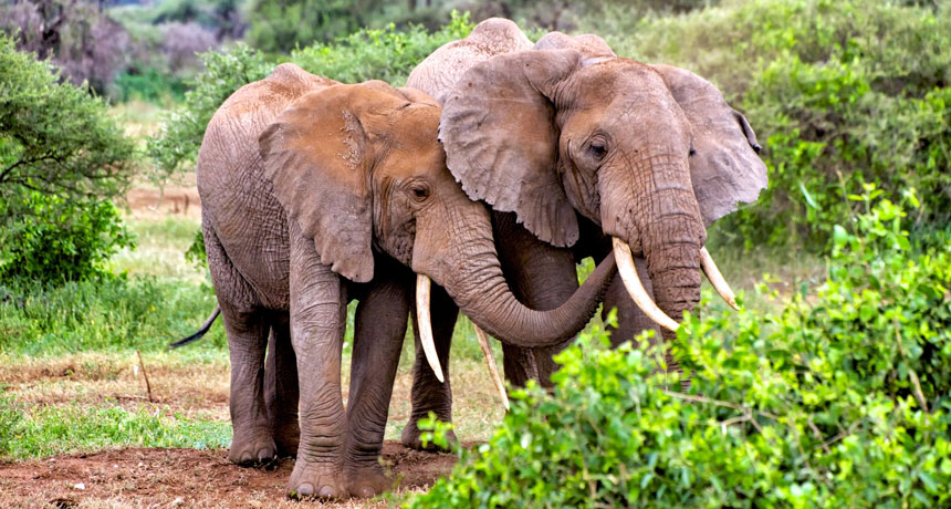 Elephants Are More Resistant To Cancer Than People