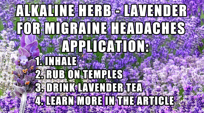 Lavender For Headaches