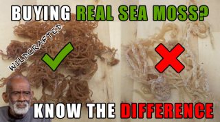 Buying Real Sea Moss Or Irish Moss - Knowing The Difference