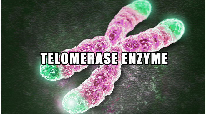 Telomerase Enzyme