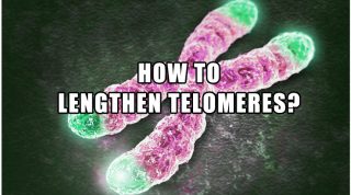 How To Lengthen Telomeres?