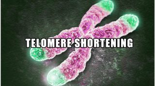 Telomere Shortening