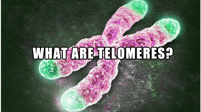 Telomere Definition
