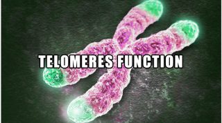 Telomeres Function