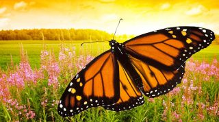 Annual Movement Of Monarch Butterflies