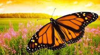 Monarch Butterfly's Biological Compass