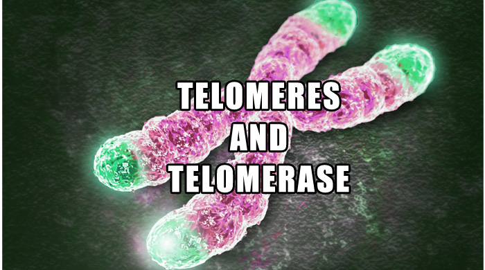 Telomeres And Aging - Slow Cellular Aging With A Plant Based Diet