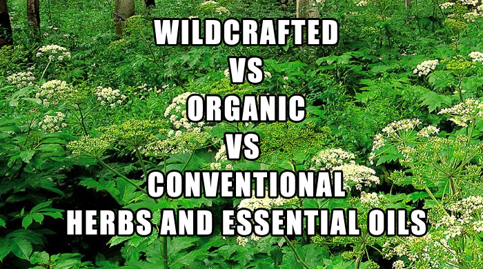 Wildcrafted Vs Organic Vs Conventional Herbs And Essential Oils