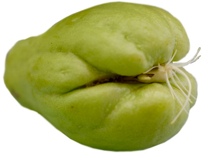 Growing Chayote