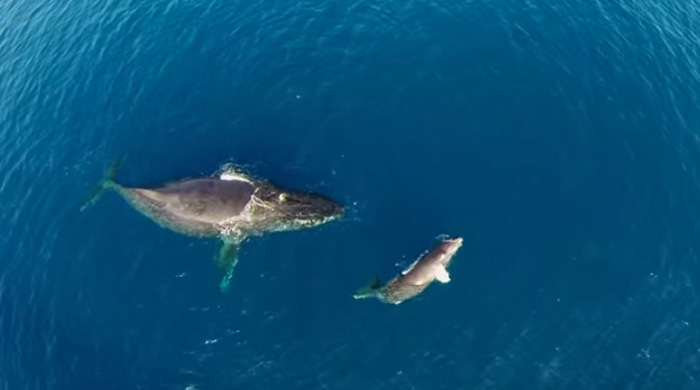 Humpback Whale And Calf Play In Their Backyard - Video
