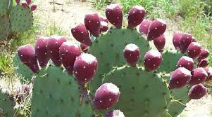 Nopal Prickly Pear Cactus Benefits