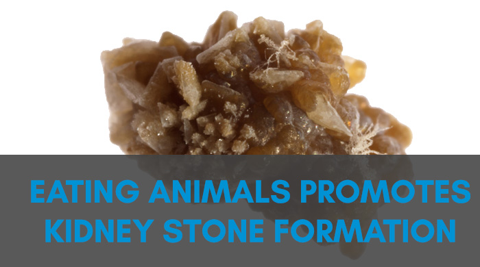 Eating Animals Promotes Kidney Stone Formation