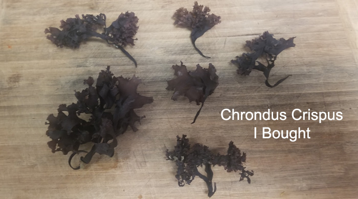 Chrondus crispus Red Algae