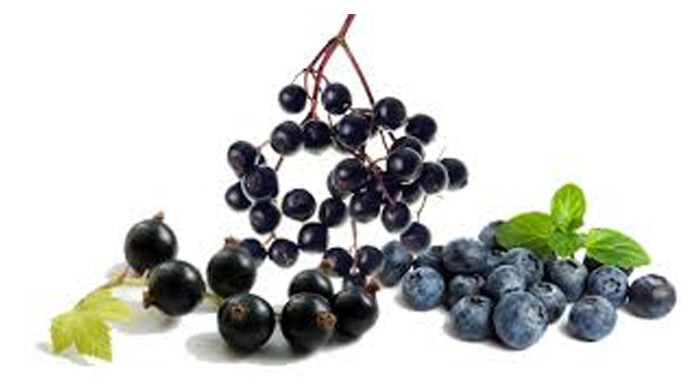 Black Currants And Blue Berries Help Treat Glaucoma