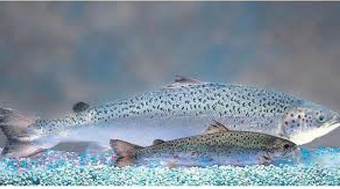 Now You Can Get Your FDA Approved GMO Frankenstein Salmon